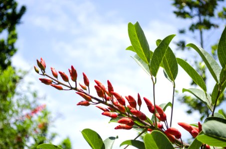 Plant Vegetation Flora Leaf