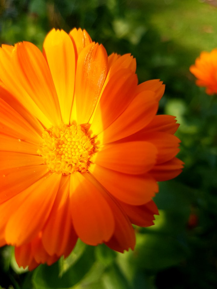 Flower Yellow Sulfur Cosmos Orange