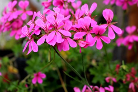 Flower Plant Flora Pink