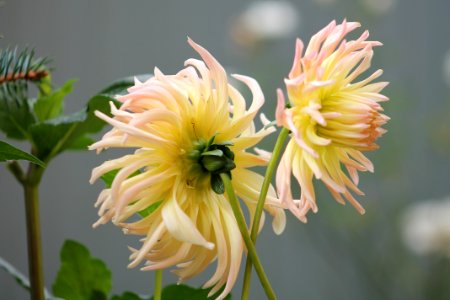 Flower Yellow Flora Plant