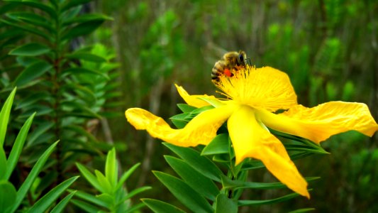 Yellow Flower Flora Honey Bee photo