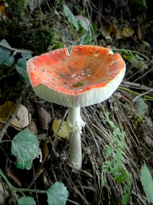 Fungus Mushroom Agaric Edible Mushroom