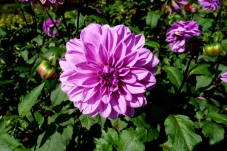 Flower Plant Flowering Plant Annual Plant