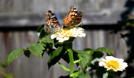 Moths And Butterflies Butterfly Insect Nectar photo
