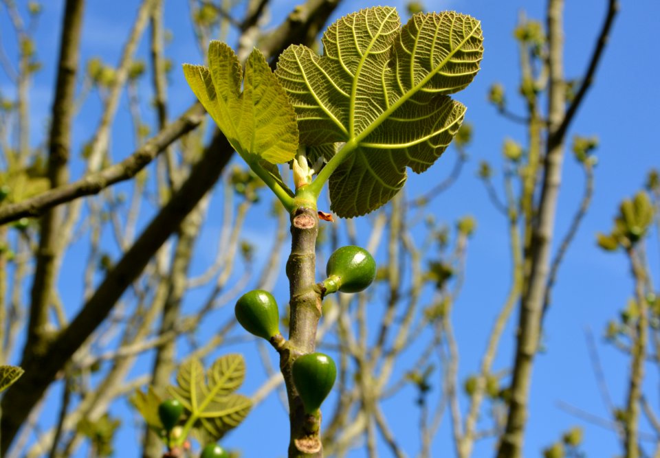 Plant Leaf Fruit Tree Flora