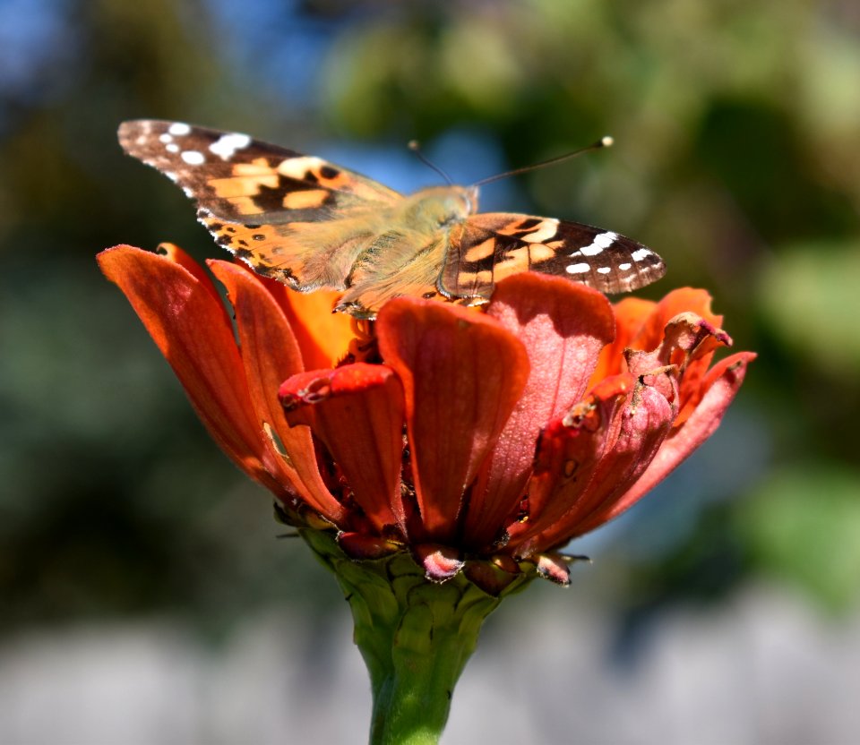Insect Butterfly Moths And Butterflies Flower