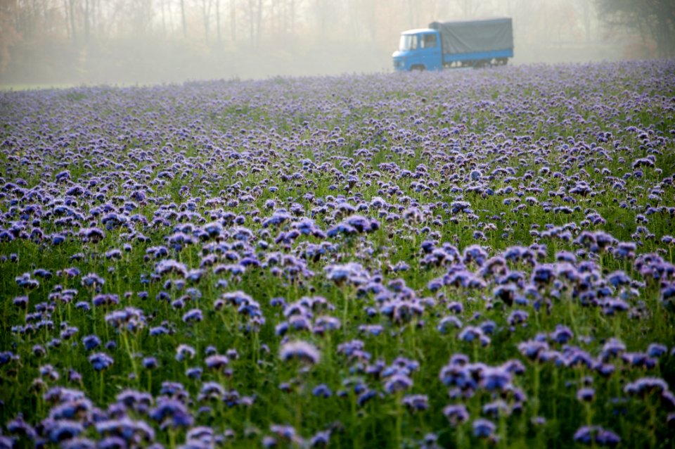 Field Flower Plant Wildflower