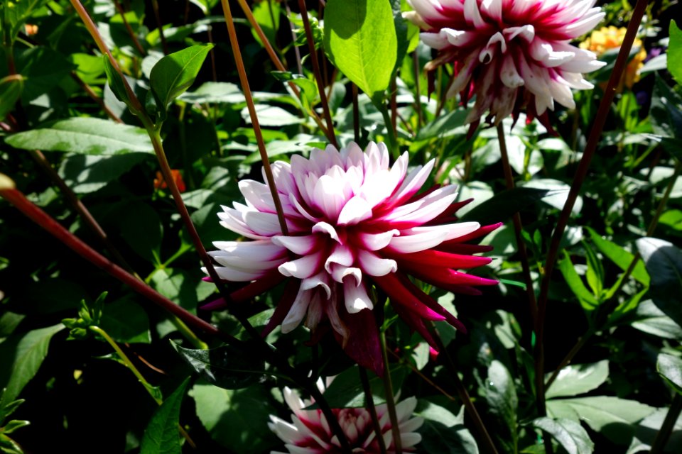 Flower Plant Flora Flowering Plant