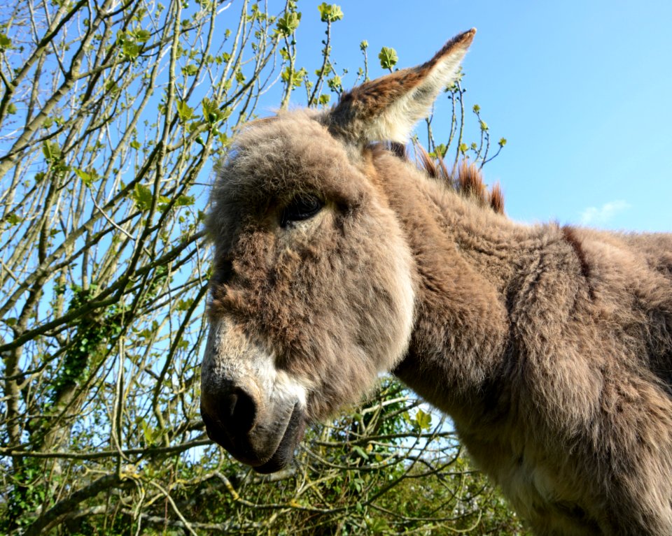 Donkey Fauna Horse Like Mammal Wildlife