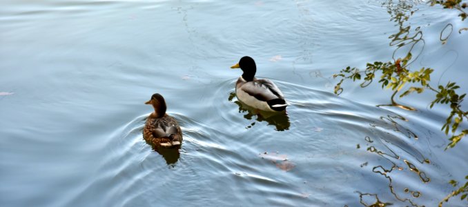 Bird Water Duck Fauna photo