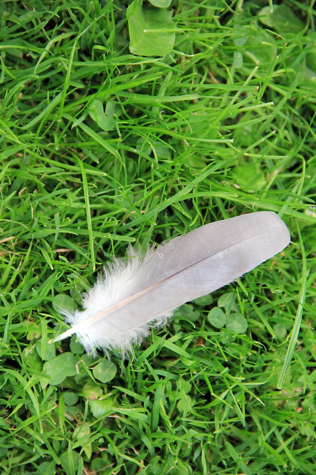 Green feather duck feather
