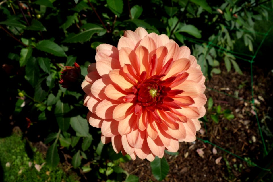 Flower Plant Flowering Plant Flora
