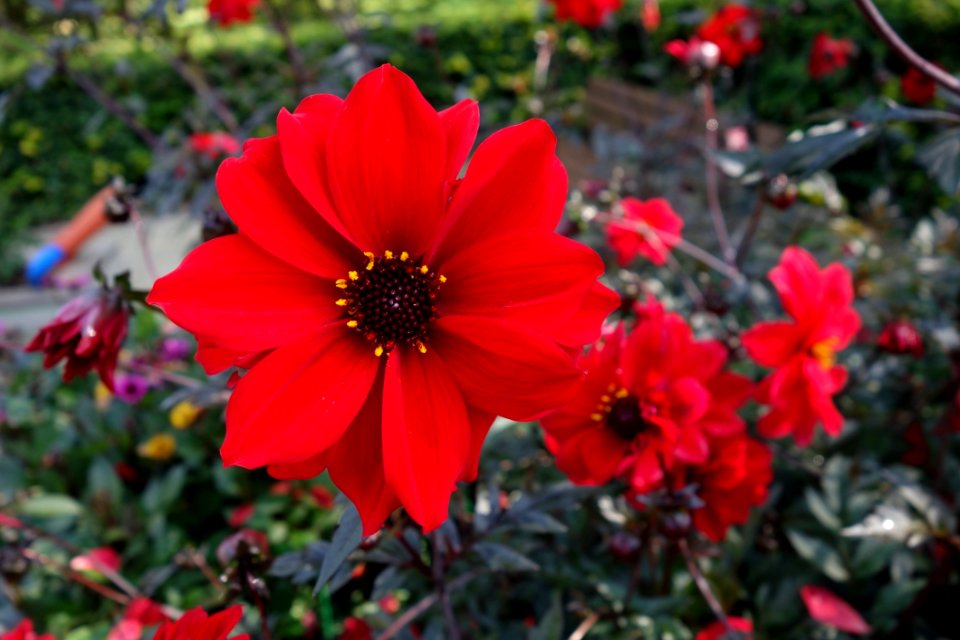 Flower Plant Flowering Plant Flora