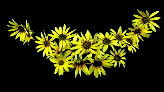 Flower Yellow Flora Plant