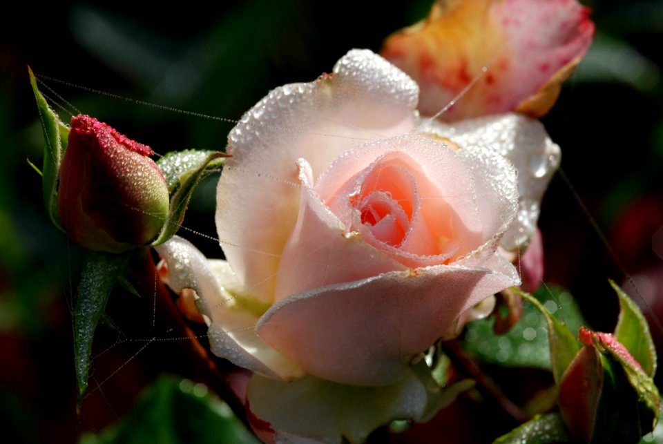 Flower Rose Family Rose Flora