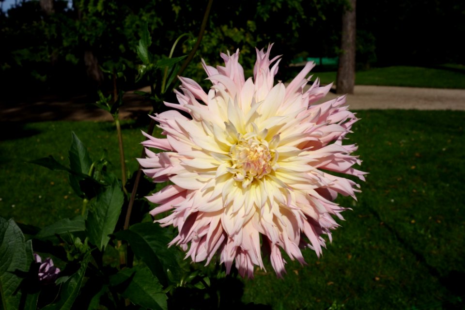 Flower Plant Flora Flowering Plant