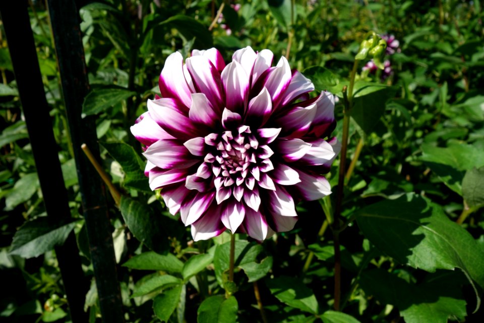 Flower Plant Flora Dahlia