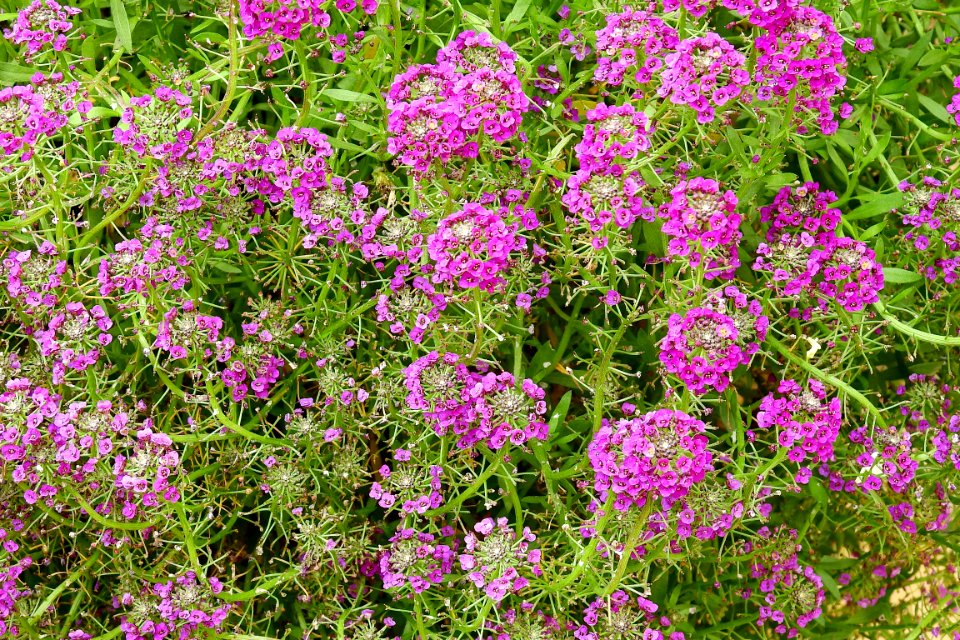 Flower Plant Flora Flowering Plant