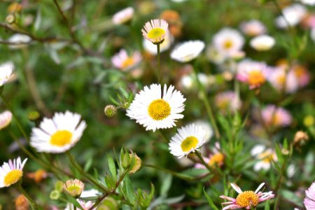 Flower Flora Plant Chamaemelum Nobile