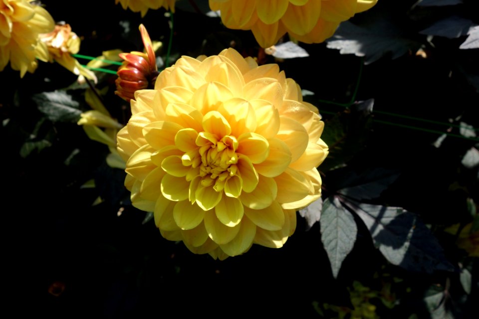 Flower Yellow Flowering Plant Plant photo