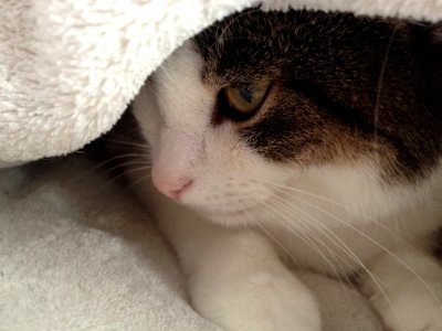 Cat Whiskers Skin Nose