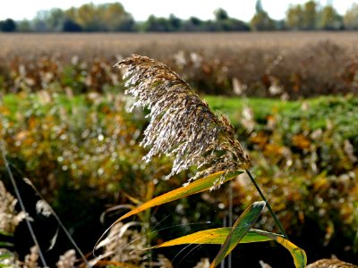 Crop Leaf Grass Family Plant photo