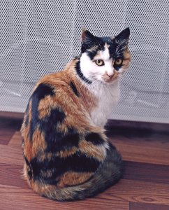 Cat Small To Medium Sized Cats Whiskers Fauna