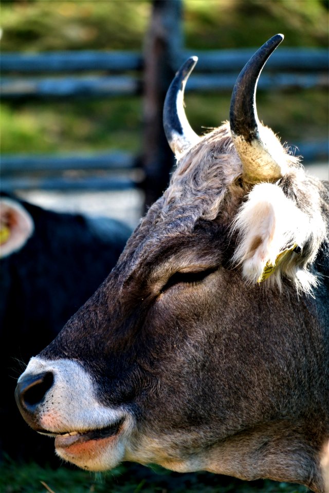 Horn Fauna Goats Cattle Like Mammal