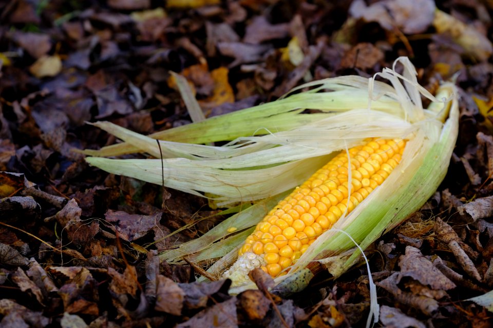 Leaf Flora Sweet Corn Plant