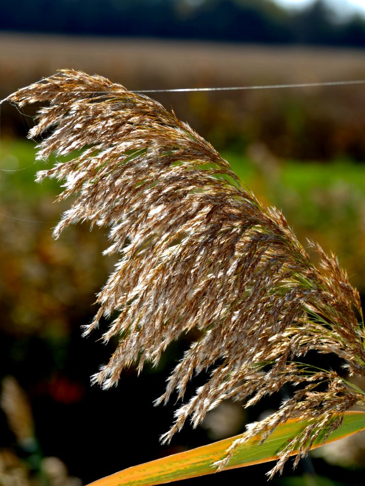 Leaf Close Up Grass Plant