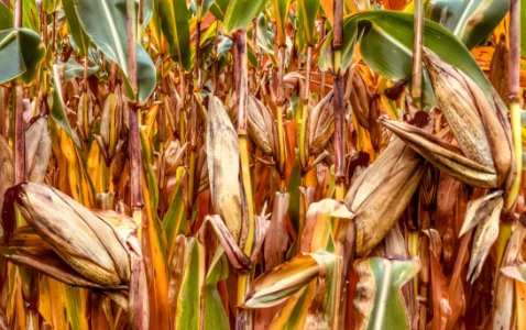 Food Grain Maize Commodity Grass Family