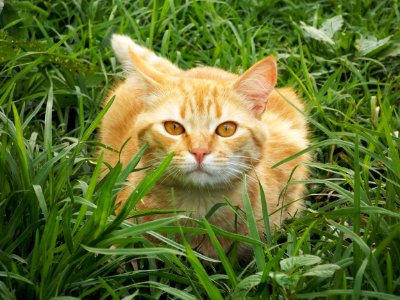 Cat Whiskers Grass Fauna photo
