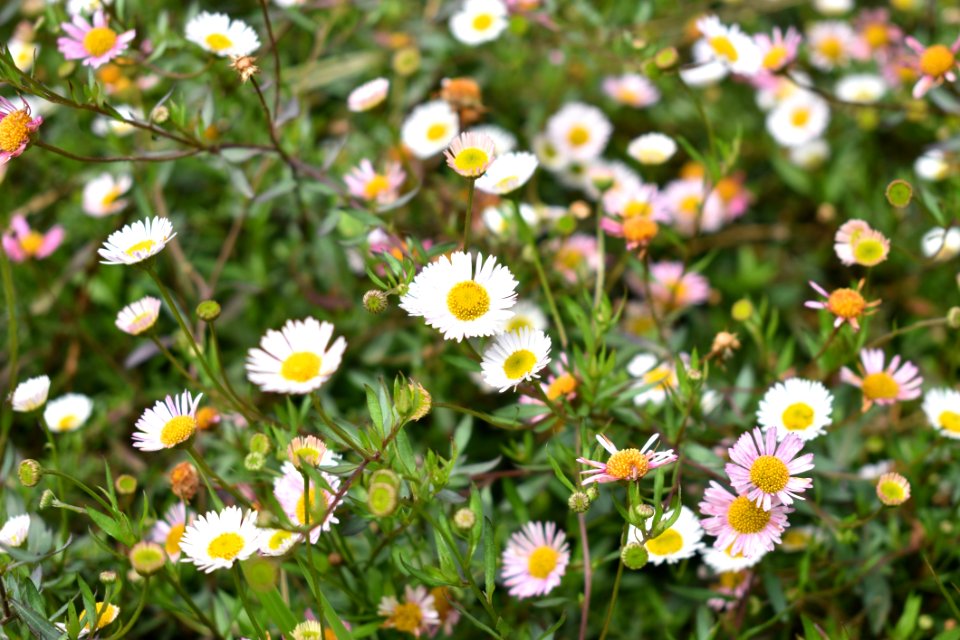 Flower Plant Flora Daisy