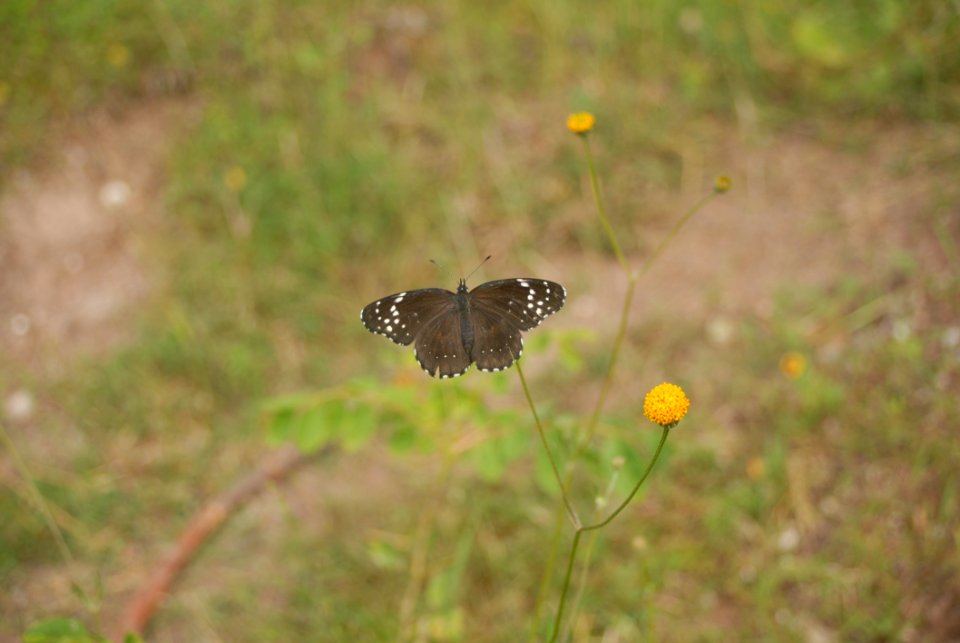 Butterfly Moths And Butterflies Insect Fauna