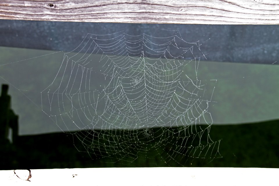 Spider Web Water Line Invertebrate