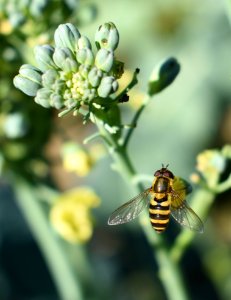 Bee Honey Bee Insect Nectar