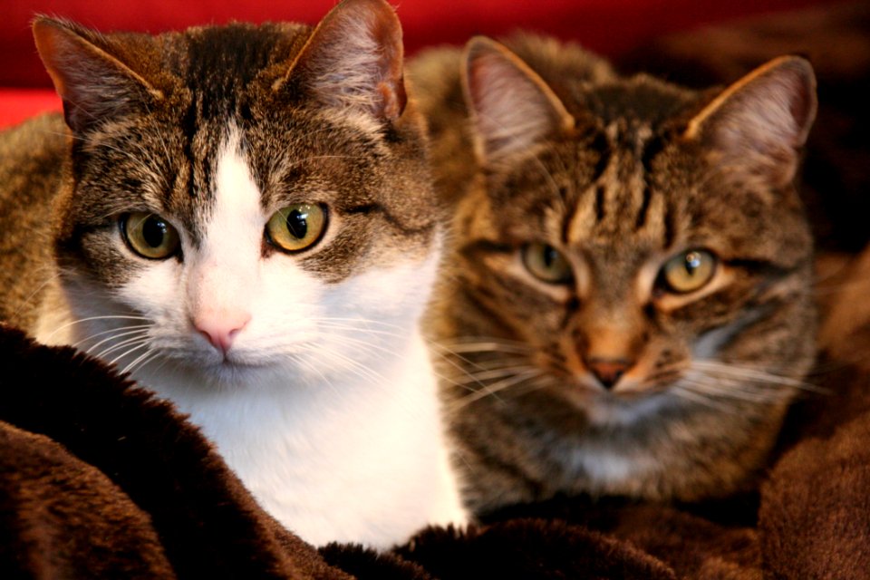 Cat Whiskers Fauna Mammal