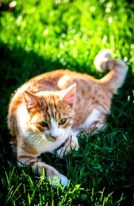 Cat Fauna Small To Medium Sized Cats Grass photo