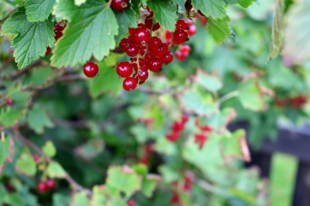 Berry Fruit Currant Plant photo