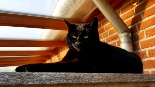 Cat Black Cat Small To Medium Sized Cats Cat Like Mammal