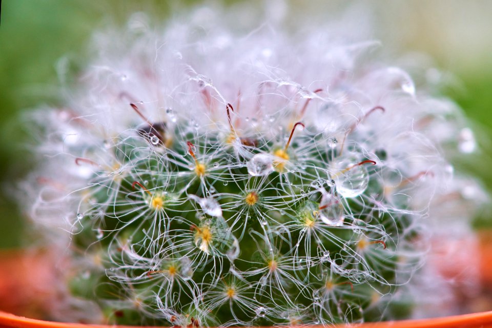 Plant Flower Flora Flowering Plant
