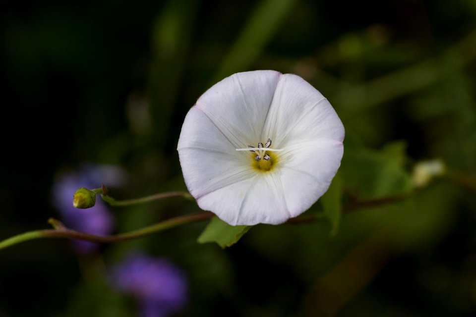 Flower Flora Plant Wildflower