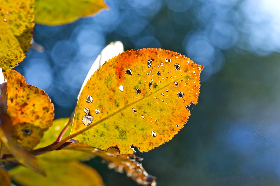 Leaf Yellow Water Close Up