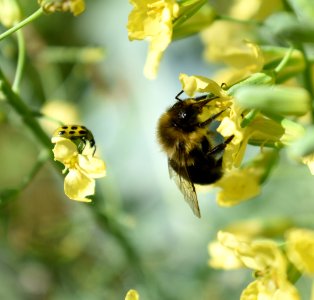 Bee Honey Bee Insect Bumblebee photo