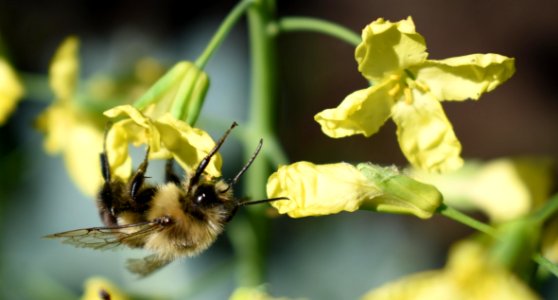 Bee Bumblebee Honey Bee Insect photo