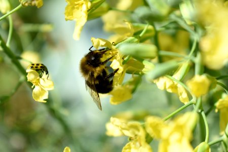Bee Honey Bee Bumblebee Insect