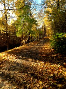 Path Nature Woodland Leaf