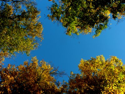 Sky Nature Leaf Tree photo