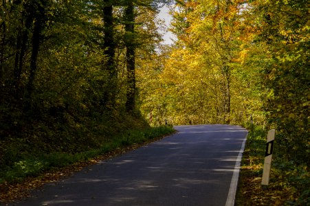 Road Path Leaf Nature