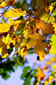 Leaf Yellow Autumn Tree photo